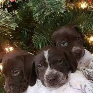 Meet your Posher, Joanne